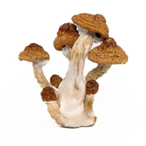 4b5ecc_212fca4a3b6d4af1b8d2afb19d9e5c88mv2.webp Golden Emperor Magic Mushrooms Delivery