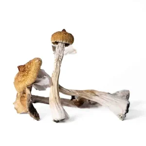 4b5ecc_92a3fb6bf7364f91bb453c122434fc40mv2.webp Aztec God Magic Mushrooms Delivery