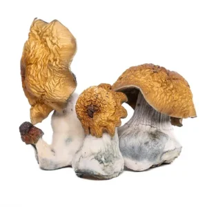 4b5ecc_9c51be30a34d4a11836a4b0e3ad3b95fmv2.webp Melmac Magic Mushrooms Delivery in NJ
