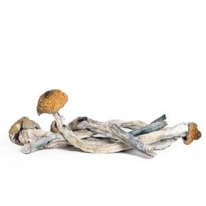 4b5ecc_d3c627508ec24f44993d735a5321da63mv2.webp Transkei Magic Mushrooms Delivery NJ