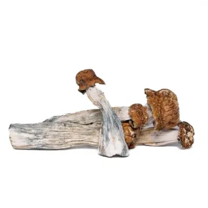 Blue-Penis-Envy-Magic-Mushrooms-Delivery.webp Blue Penis Envy Magic Mushrooms Delivery