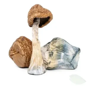 Malabar-Magic-Mushrooms-1.webp Malabar Magic Mushrooms Delivery NJ