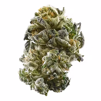 Girl Scout Cookies weed delivery Girl Scout Cookies weed delivery